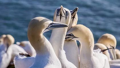 JIU YOU GAME-足球电子竞技联赛启动线上选拔通道，足协举办电竞足球队选拔